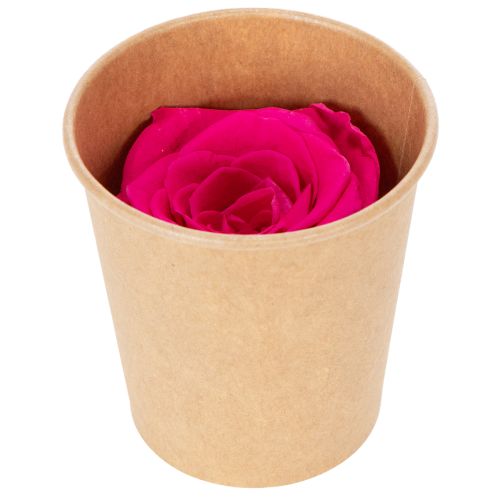 Artículo Rosas preservadas para decorar mesas, flores auténticas y sostenibles, 5 cm, 6 unidades