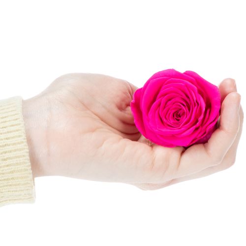 Artículo Rosas preservadas para decorar mesas, flores auténticas y sostenibles, 5 cm, 6 unidades