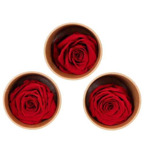 Rosas preservadas decorativas románticas para acentuar espacios de estar o bodas 5 cm 6 piezas