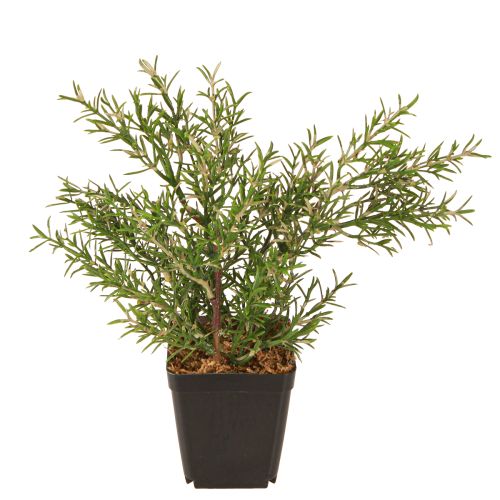 Artículo Romero en maceta Hierbas artificiales Plantas verdes H24cm