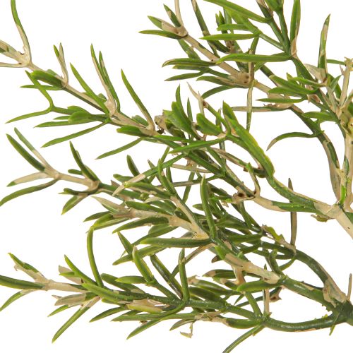 Artículo Romero en maceta Hierbas artificiales Plantas verdes H24cm