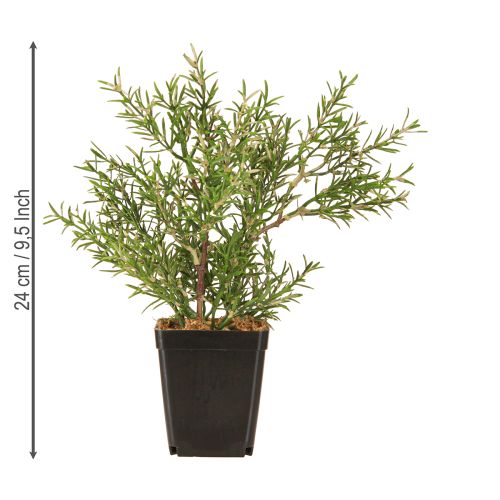 Artículo Romero en maceta Hierbas artificiales Plantas verdes H24cm