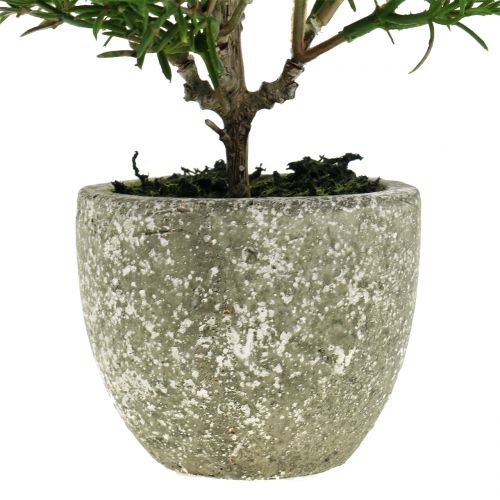 Floristik24 Romero artificial en maceta de 23cm