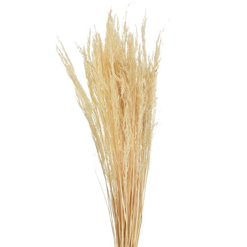 Floristik24 Hierba Doblada Agrostis Capillaris Hierba Seca Blanqueada 65cm 80g