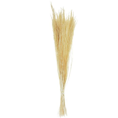 Floristik24 Hierba Doblada Agrostis Capillaris Hierba Seca Blanqueada 65cm 80g