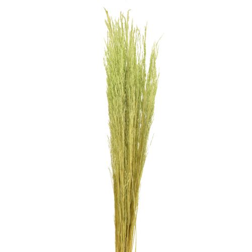 Artículo Hierba Doblada Agrostis Capillaris Hierbas Secas Verde 65cm 80g