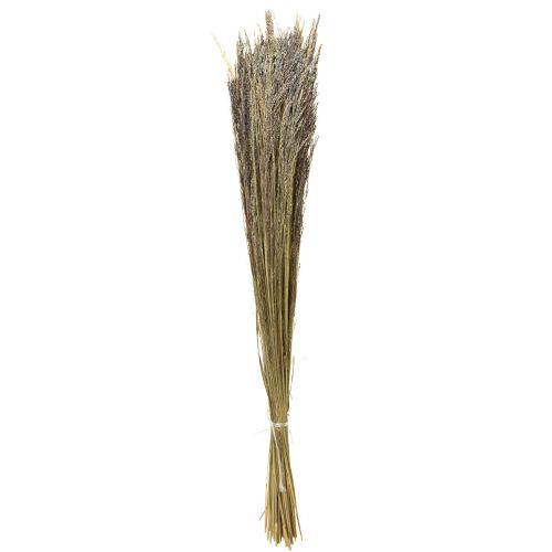Floristik24 Hierba Doblada Agrostis Capillaris Hierba Seca Naturaleza 60cm 80g