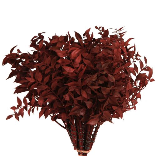 Artículo Ruscus Red ramas decorativas secas en alambre 20cm 1 manojo