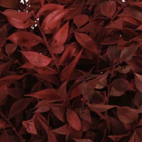 Artículo Ruscus Red ramas decorativas secas en alambre 20cm 1 manojo