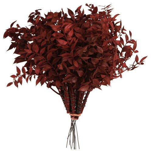 Artículo Ruscus Red ramas decorativas secas en alambre 20cm 1 manojo