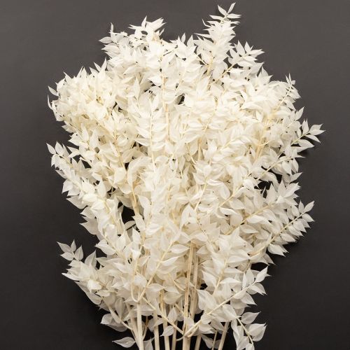 Floristik24 Ramas de ruscus, ramas decorativas, flores secas blanqueadas, 10 unidades