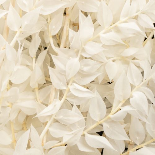 Artículo Ramas de ruscus, ramas decorativas, flores secas blanqueadas, 10 unidades