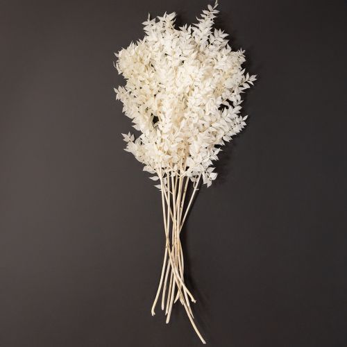 Artículo Ramas de ruscus, ramas decorativas, flores secas blanqueadas, 10 unidades
