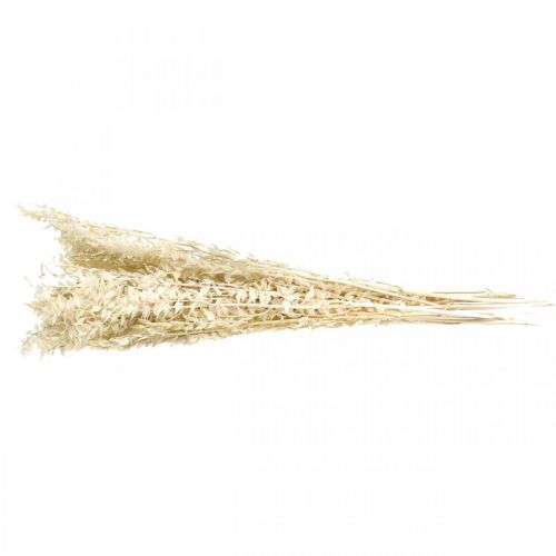 Floristik24 Ruscus ramitas deco ramitas flores secas crema 200g