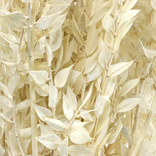 Floristik24 Ruscus ramitas deco ramitas flores secas crema 200g