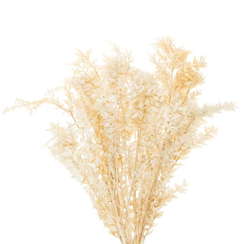 Rama decorativa de Ruscus seca, Ruscus blanqueado, 200 g comprar | Floristik24.es