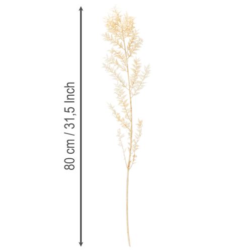 Rama decorativa de Ruscus seca, Ruscus blanqueado, 200 g | Floristik24.es
