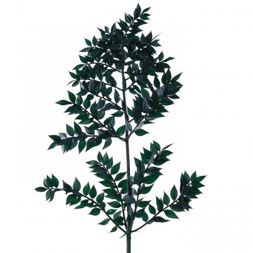 Floristik24 Ramas decorativas verde ruscus verde oscuro 75-95cm 1kg