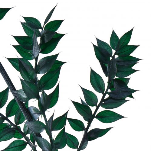 Artículo Ramas decorativas verde ruscus verde oscuro 75-95cm 1kg