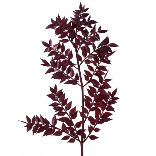 Artículo Ruscus Red ramas decorativas secas rojo oscuro 75-95cm 1kg