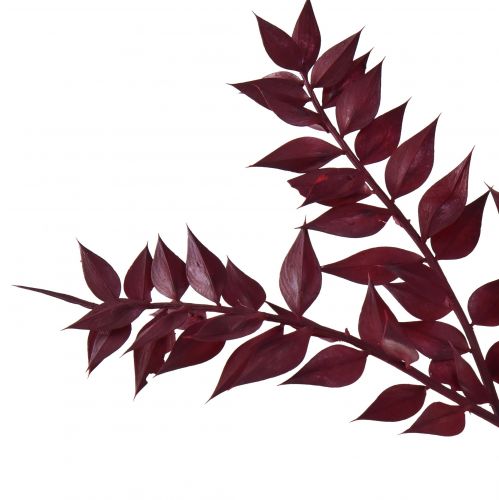 Artículo Ruscus Red ramas decorativas secas rojo oscuro 75-95cm 1kg