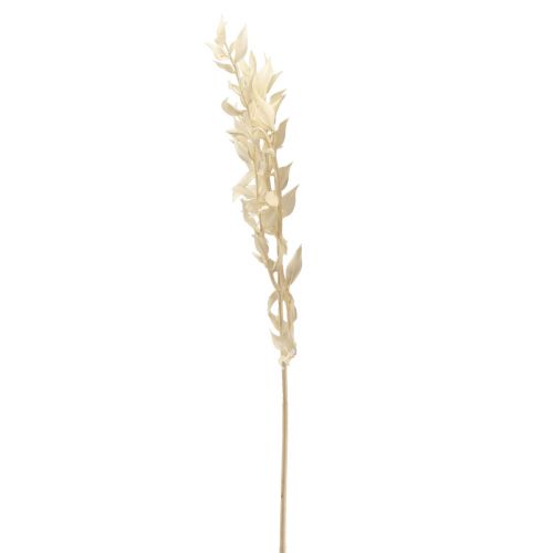 Floristik24 Ruscus rama decorativa seca Ruscus blanqueada 62cm 1ud