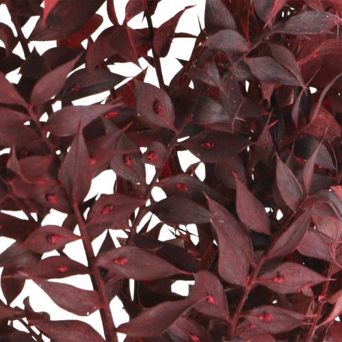 Floristik24 Ruscus seco, floristería seca, mirto rojo L58cm 30g