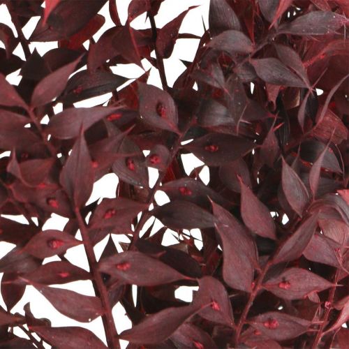 Artículo Ruscus seco, floristería seca, mirto rojo L58cm 30g