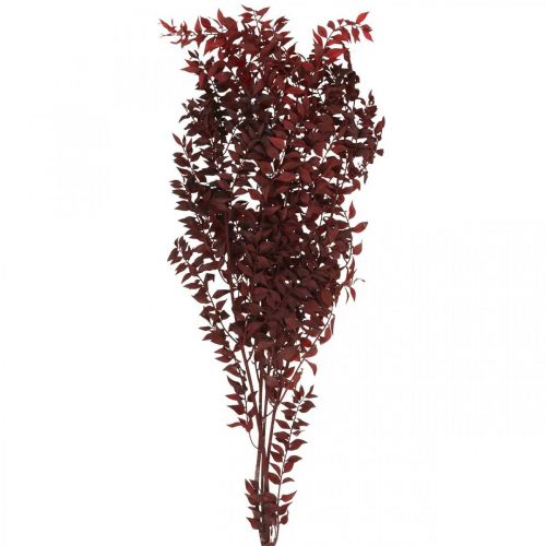 Floristik24 Ruscus seco, floristería seca, mirto rojo L58cm 30g