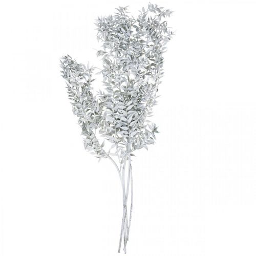 Floristik24 Ramas de Ruscus, Escoba de carnicero, Planta seca Blanco lavado L58cm 80g