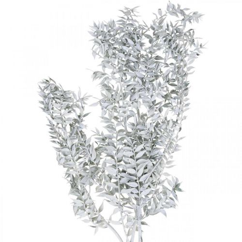 Ramas de Ruscus, Escoba de carnicero, Planta seca Blanco lavado L58cm 80g