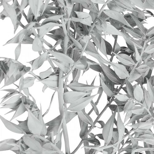 Floristik24 Ramas de Ruscus, Escoba de carnicero, Planta seca Blanco lavado L58cm 80g