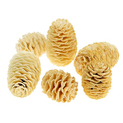 Sabulosum conos blanqueados 500g