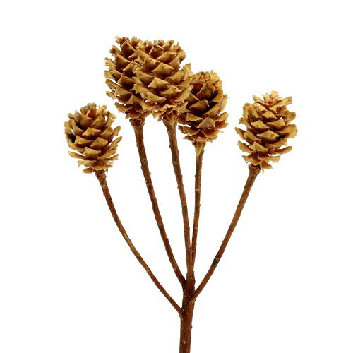 Artículo Salignum light 4-6 flores en la rama Leucadendron 100 piezas