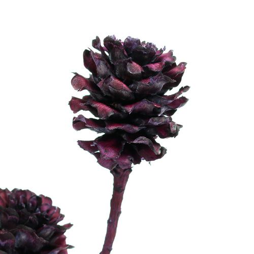 Artículo Ramas salignum con conos Berry 25 uds.