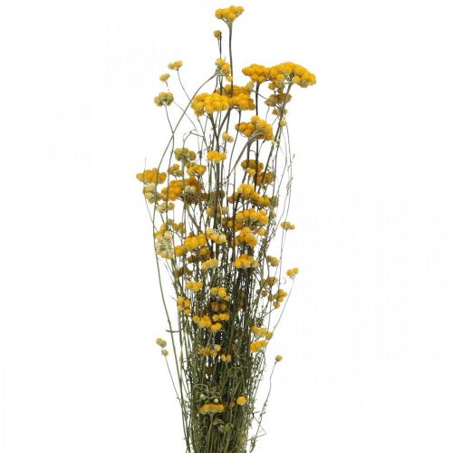Floristik24 Ramo de arbusto de curry, flor seca amarilla, sol dorado, helicriso italiano L58cm 45g