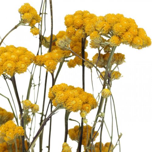 Artículo Ramo de arbusto de curry, flor seca amarilla, sol dorado, helicriso italiano L58cm 45g