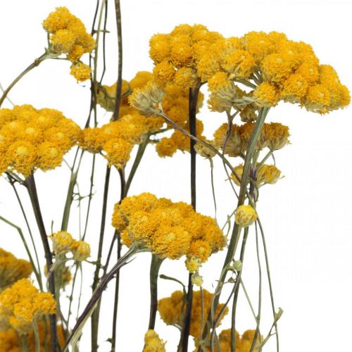 Floristik24 Ramo de arbusto de curry, flor seca amarilla, sol dorado, helicriso italiano L58cm 45g