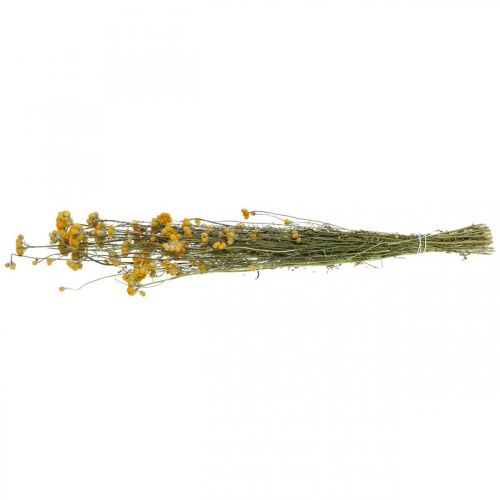 Floristik24 Ramo de arbusto de curry, flor seca amarilla, sol dorado, helicriso italiano L58cm 45g