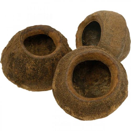 Floristik24 Maceta Paradise Nut Natural Sapucaia Ø14cm H10cm 3 piezas