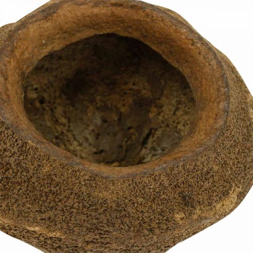 Floristik24 Maceta Paradise Nut Natural Sapucaia Ø14cm H10cm 3 piezas