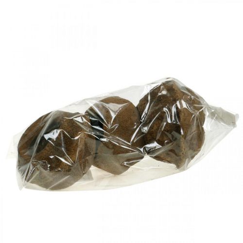 Floristik24 Maceta Paradise Nut Natural Sapucaia Ø14cm H10cm 3 piezas