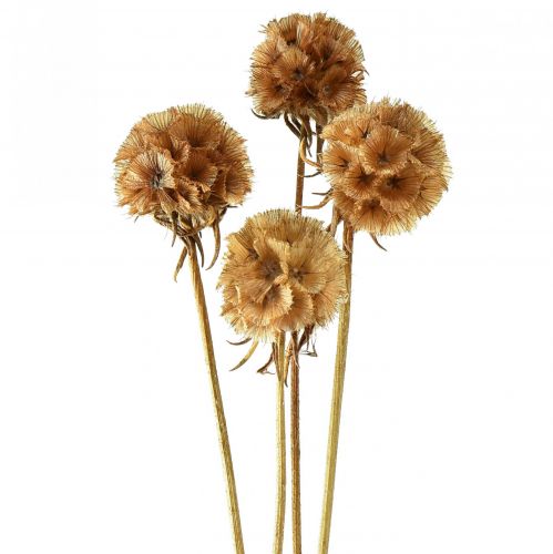Artículo Scabiosa flores secas naturales de scabiosa secas Al.50cm 100g