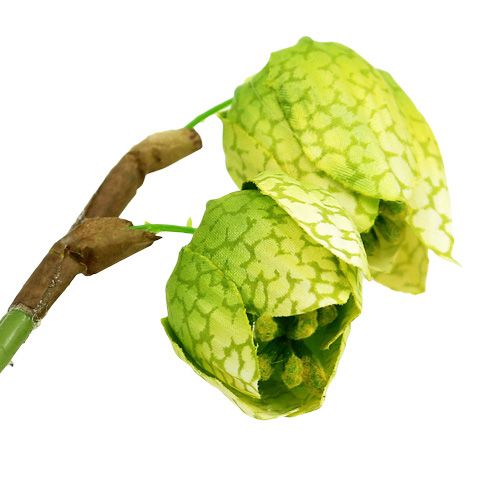 Floristik24 Ajedrez-flor verde con raíces L30cm