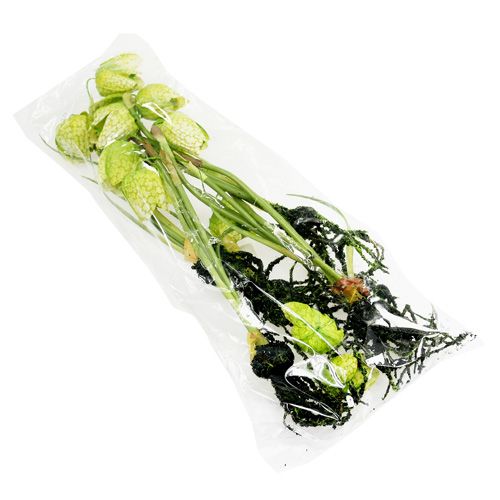 Floristik24 Ajedrez-flor verde con raíces L30cm