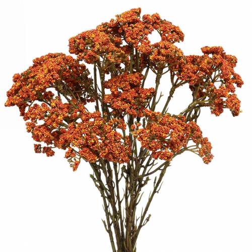 Floristik24 Milenrama naranja artificial 74cm 3pcs