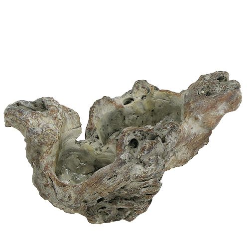 Floristik24 Cuenco raíz de madera 25.5cm x 14cm H11.5cm