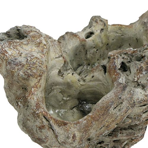 Floristik24 Cuenco raíz de madera 25.5cm x 14cm H11.5cm