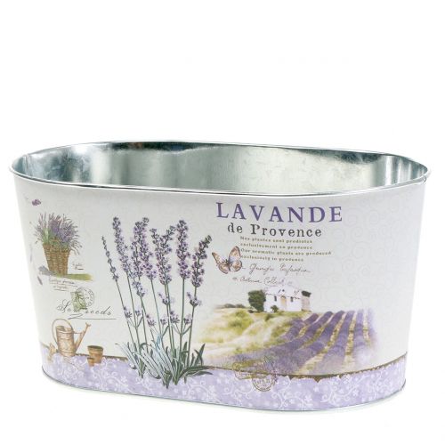 Floristik24 Plato de siembra Lavanda ovalada 22.5cm x 13.5cm H11cm