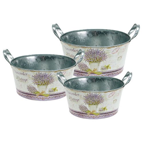 Floristik24 Plato de siembra de 3 juegos de lavanda redonda Ø17-23cm